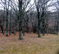 winter trees 2