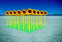 Sunflower Robots