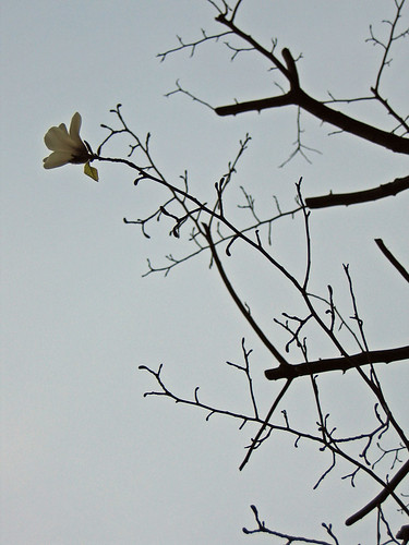 A flower on the heavily pruned tree
