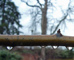raindrops on pear tree branch