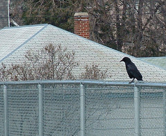 crow again