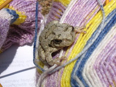 grey tree frog on sock yarn