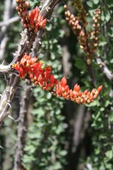 mesquite bloom orange