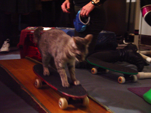 Cat. On. A. Skateboard.