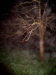 arbre dans la nuit, 221205