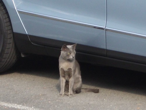 Cat by Volkswagen