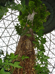 Dome - Tree in Middle of one of the Domes