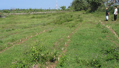 Penanaman rumput gajah di Tegal Tengah, Cijayana - 2
