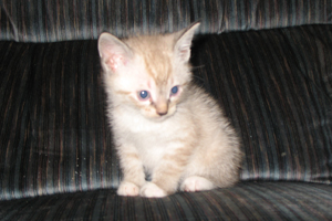 Kitten 5