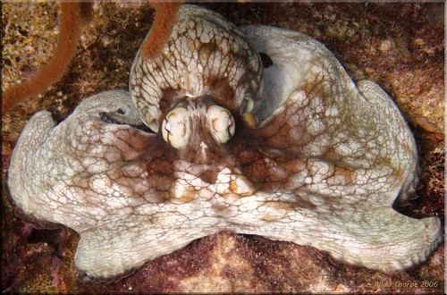 Common Octopus, Bonaire