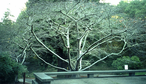 Skeletal Tree