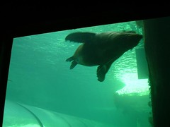Seal Kat Dlm Sydney Aquarium, Sydney, Australia