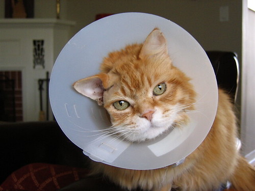 Cone kitty asking, "Why must I wear this?"