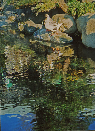 waterfowl, mirror at oshino hakkai (mt.fuji)
