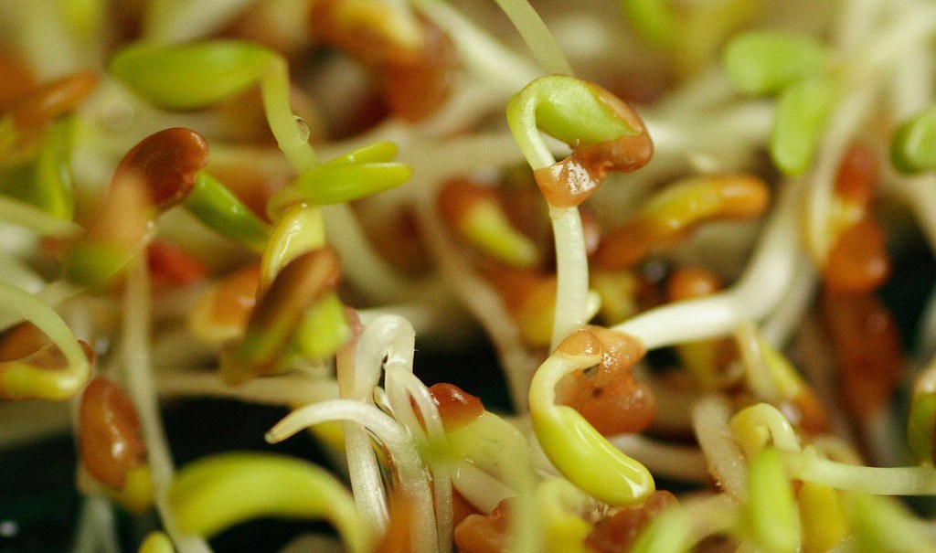 Baby brocolli seed sprouts