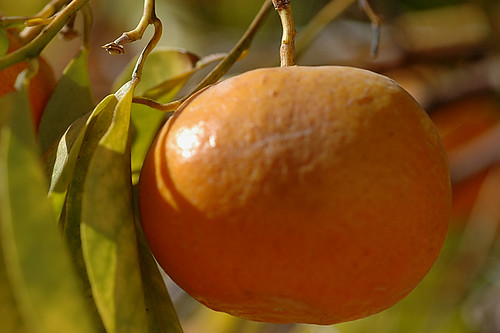Orange closeup