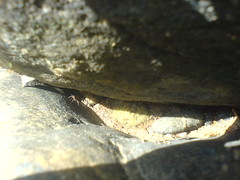 Ant between the rocks