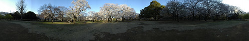Cherry Blossom - Panorama 6