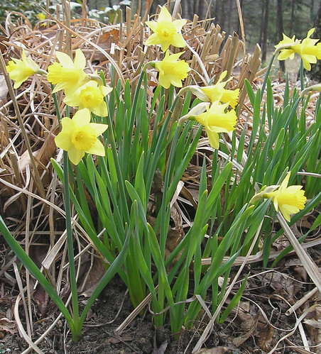 small daffodils April 2006