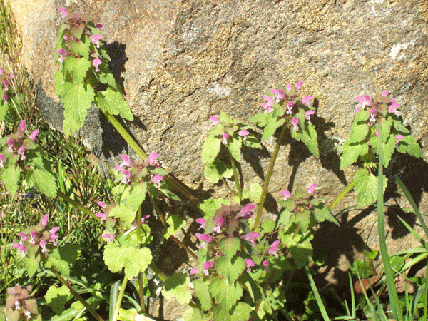 Purple flowers on rock