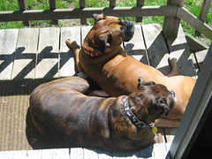 Dogs tanning