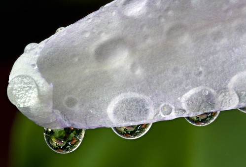 Passiflora Water Drops