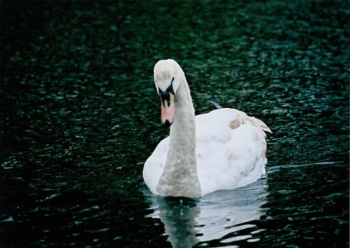A swan - A swan on a river