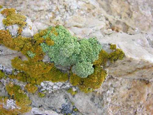 Some lichen at the Lovelock Cave
