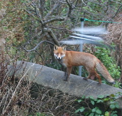 Fox being mobbed by a magpie