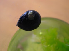 Turban Snails 2