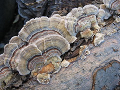 Found Fungi