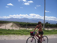 Pato riding a bike through a vineyard