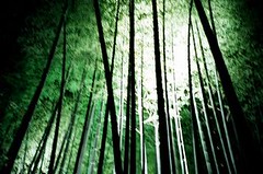 bamboo world.