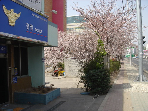2006-03-31 Cherry Blossoms 01