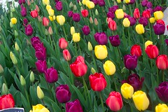 picture of tulips
