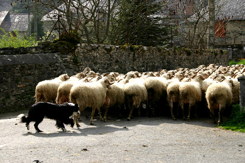 sheep herding in the street