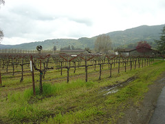 Wine and small Farm