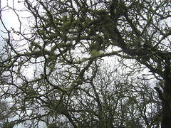 moss covered tree - between Napa & Sonoma