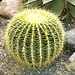 cactus (7)