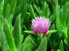Pebble Beach - Violet Flower