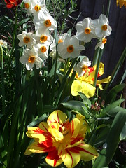 tulips and narcissus