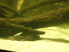 Platypus, Sydney Aquarium