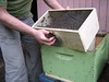 Beekeeping 2006 042