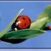 Ladybug (FI-22993)