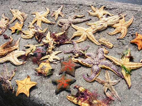Dried up Starfish