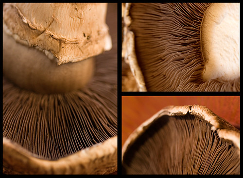 DMBLGIT #5 entry (15) - Portobella Mushrooms (NOT MINE)