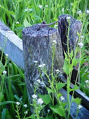 fence post flowers