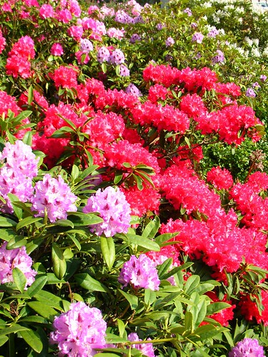 05-Rhododendrons