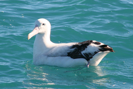 albatross0