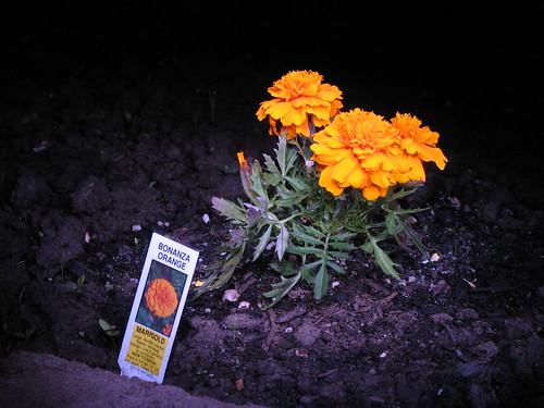 Marigolds of the Wee Hours 1